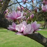drzewo magnolii