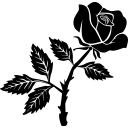 Logo róża